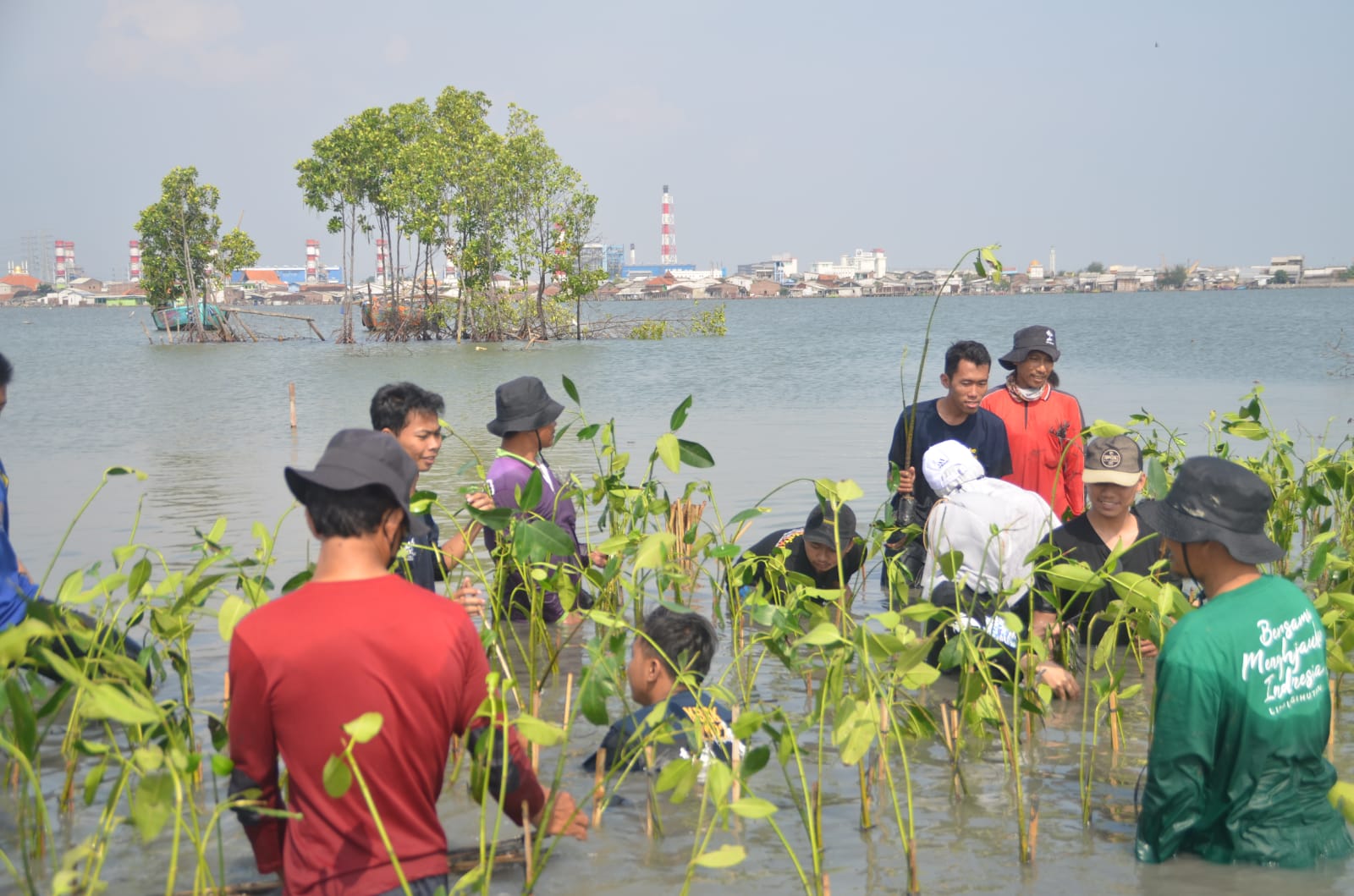 BMC UIN Walisongo, tanam mangrove
