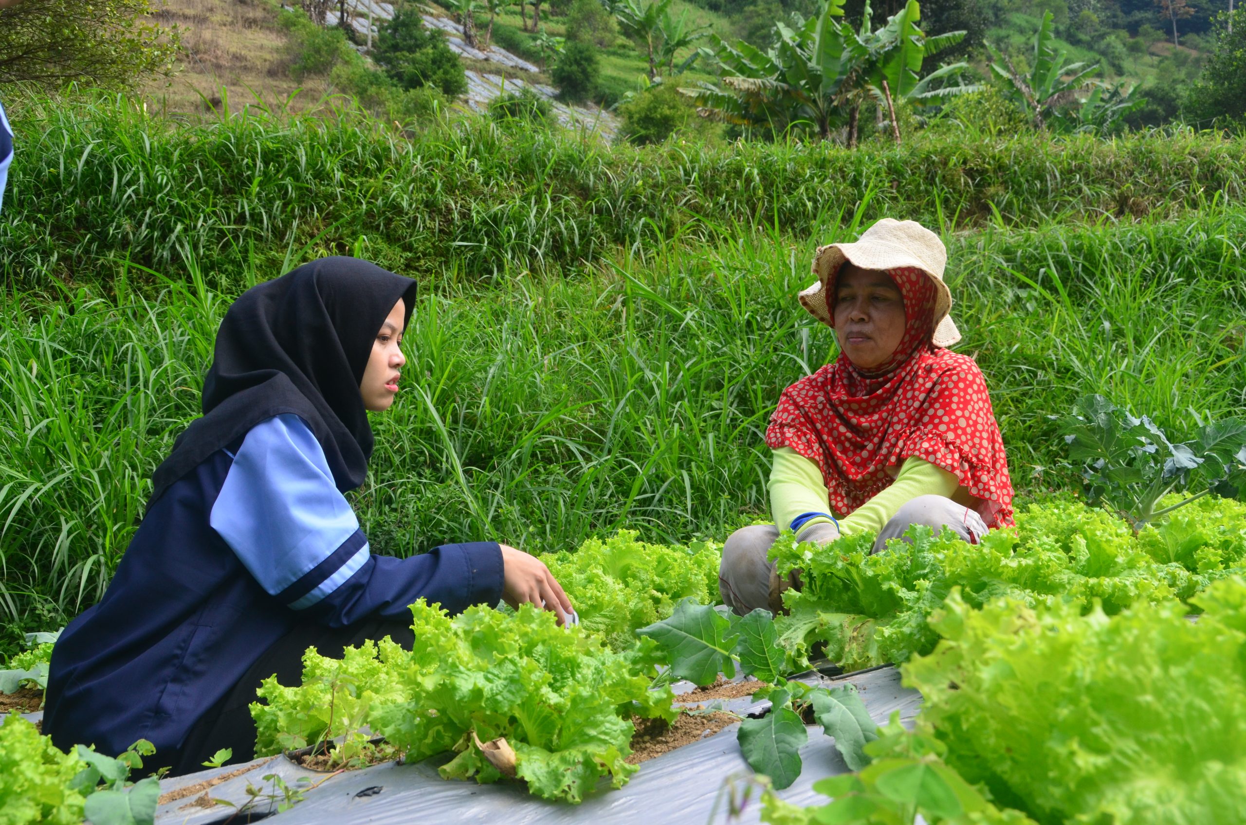 Petani Sayur Cisarua, KKN UIN Walisongo, Kelompok 59 KKN MIT XIV UIN Walisongo Semarang